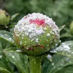 Skrivna metoda, kako spomladi enkrat za vselej rešiti pivonije pred mravljami skrivna-metoda-kako-spomladi-enkrat-za-vselej-resiti-pivonije-pred.png