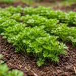 skrivna-metoda-sajenja-za-mocan-spomladanski-pridelek-petersilja-v-koci.png