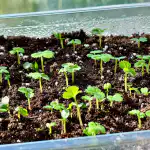 skrivna-metoda-za-gojenje-sadik-jagod-iz-semena-brez-tezav.png