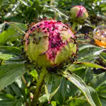 Skrivna metoda zaščite pivonik pred mravljami spomladi brez škodljivih kemikalij skrivna-metoda-zascite-pivonik-pred-mravljami-spomladi-brez-skodljivih-kemikalij.png