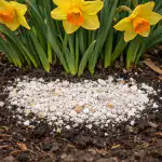 skrivnost-bujnega-cvetenja-starih-narcis-brez-napornega-presajanja-cebulic.png