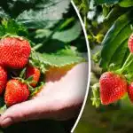 Skrivnost spomladanskega sajenja jagod: kako prvič doseči bogat pridelek Skrivnost spomladanskega sajenja jagod: kako prvič doseči bogat pridelek