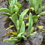 Skrivnost suhe čebulice ali zakaj so se vaši tulipani spremenili v "zeleni hrup" brez cvetov skrivnost-suhe-cebulice-ali-zakaj-so-se-vasi-tulipani-spremenili.png