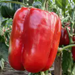skrivnost-velikanske-paprike-se-skriva-v-preprostem-nacinu-hranjenja.png