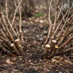 Skrivnost velikih kosmulj se skriva v enem pravilnem spomladanskem rezu grma. skrivnost-velikih-kosmulj-se-skriva-v-enem-pravilnem-spomladanskem-rezu.png