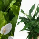 Spathiphyllum bo cvetel več let: vrtnarji povedali, kako gojiti