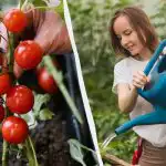 Ta napaka "ubije" sadike paradižnika: koliko vode potrebuje in kaj