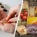 Takšna semena ne bodo zrasla niti ob popolni negi: na