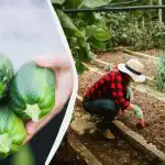 Takšna "soseska" bo uničila bučke v eni sezoni: česa ne