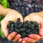 Te jagode rastejo v bližini in so koristne za srce,