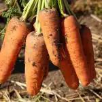 Te sorte korenja so najboljše v Ukrajini: so donosne, nezahtevne