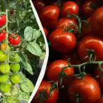 Te tri rastline je treba posaditi poleg paradižnika: pridelek bo petkrat večji. Te tri rastline je treba posaditi poleg paradižnika: pridelek bo