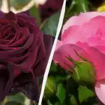 Te vrtnice bodo krasile vsak vrt: 5 najlepših in nezahtevnih