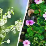 Teh 7 trajnic je videti čudovito, vendar jih ne sadite: