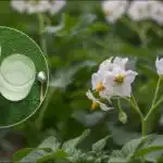 Tona krompirja z enega hektarja: razkrita pametna metoda sajenja