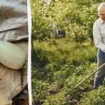 Vaš pridelek bučk bo petkrat bogatejši: kaj posaditi poleg te