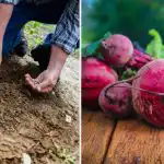 Vrtnarji jo dajo v luknjo, ko sadijo rdečo peso: zraste