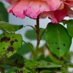 Vrtnice ne bodo zbolele, če posadite eno cvetlico poleg druge: