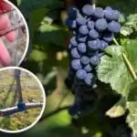 Začelo se je "jokanje trte": kako spomladi zaščititi grozdje pred