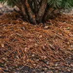 zakaj-izkuseni-vrtnarji-spomladi-tla-pod-grmicevjem-prekrijejo-z-borovimi.png