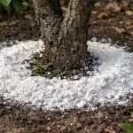 zakaj-izkuseni-vrtnarji-vsako-pomlad-pod-slivo-nasujejo-dolomitno-moko.png