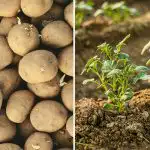 Zakaj je sosedov krompir boljši: vse je odvisno od enega