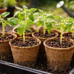 zakaj-je-spomladanske-sadike-paradiznika-najbolje-posaditi-v-sotne-loncke.png