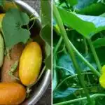 Zakaj kumare postanejo bele in ali jih lahko jemo: vrtnar