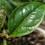 Zakaj običajno škropljenje ne deluje zakaj-obicajno-skropljenje-ne-deluje.png