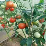 Zakaj paradižnik črni: kako pravilno rešiti svoj pridelek pred fitoftoro zakaj-paradiznik-crni-kako-pravilno-resiti-svoj-pridelek-pred-fitoftoro.jpg