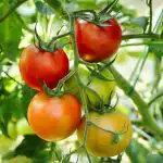 zakaj-paradiznik-na-grmu-poci-neobicajen-krivec-in-kako-ga.jpg