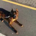 Zakaj psi potrebujejo šolanje: pogledi zoopsihologov na navezovanje na lastnika zakaj-psi-potrebujejo-solanje-pogledi-zoopsihologov-na-navezovanje-na-lastnika.jpg