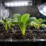 Zakaj sadike zelja ob pomanjkanju svetlobe usihajo in kako jih čez noč rešiti zakaj-sadike-zelja-ob-pomanjkanju-svetlobe-usihajo-in-kako-jih.png