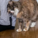 Zakaj se mačka pogosto drgne ob ljudi ali predmete: 6 razlogov, ki jih je potrdil veterinar zakaj-se-macka-pogosto-drgne-ob-ljudi-ali-predmete-6.webp.webp