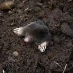 Zavrite in zlijte na gomilo: krti bodo takoj pobegnili s