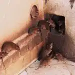 Zbogom glodavci: preprosta kuhinjska sestavina, ki bo za vedno odvrnila